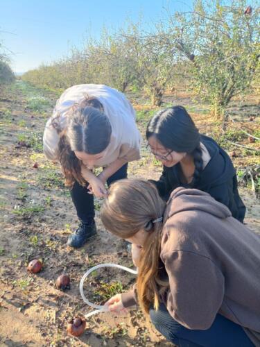 Colecta-Drosophila-Valencia-2024-2