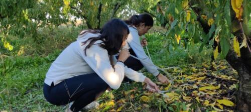 Colecta-de-Drosophila-Tudela-2024-2