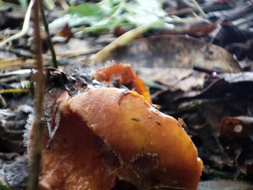 Drosophila-en-las-frutas-del-suelo-Colombia-2023