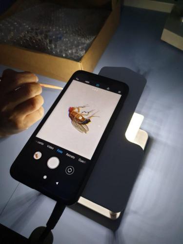 MCTF Web 2020 Girls  Tech 8