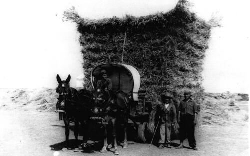 Transporte-de-alpaca-Museo-del-Carro-Tomelloso