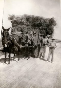 Transporte-de-alpaca-V-Redondo-Berzosa-Tomelloso-1960 (1)