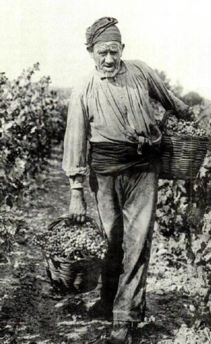 Vecino-recolectando-la-vid-cajar-de-la-vega