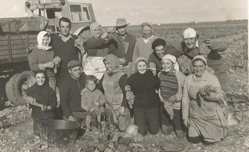 Vendimia-Florentino-Casero-Ruiz-Tomelloso-1970-75