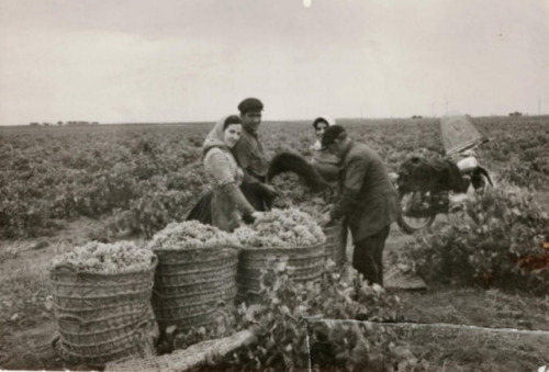 Vendimia-P-Villalta-Garcia-Tomelloso-1960 (1)